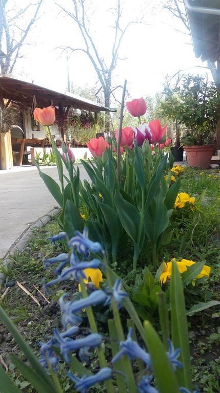 Farm Stay Lackovic Bilje ภายนอก รูปภาพ