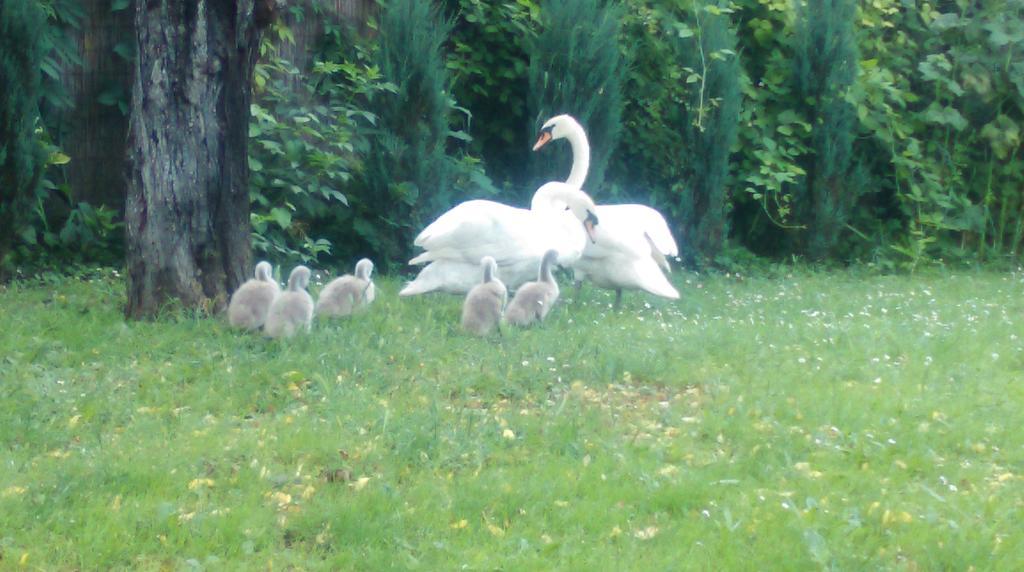 Farm Stay Lackovic Bilje ภายนอก รูปภาพ