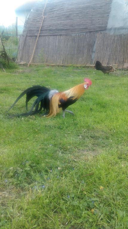 Farm Stay Lackovic Bilje ภายนอก รูปภาพ